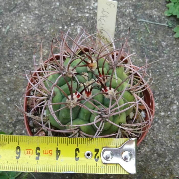 Gymnocalycium saglione 40-velikost.jpg